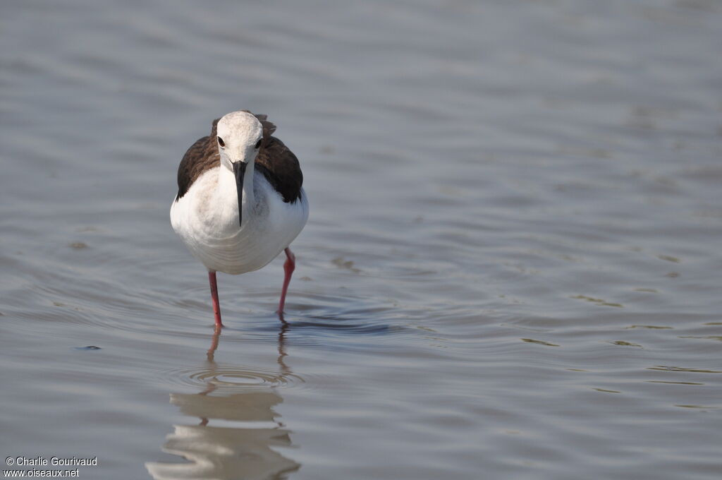 Black-winged Stilt, identification, walking