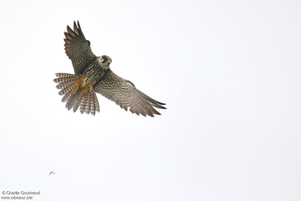 Faucon hobereauadulte, composition, pigmentation, Vol, pêche/chasse