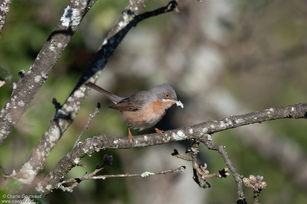 Fauvette passerinette mâle, identification, composition, pigmentation, mange