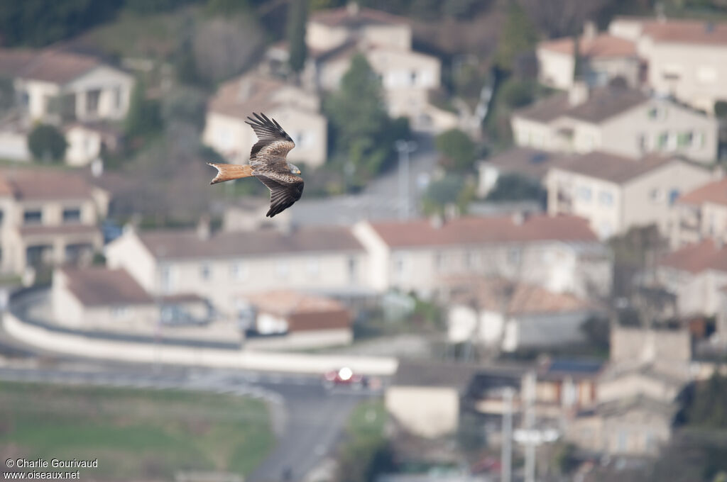 Red Kite, aspect, pigmentation, Flight