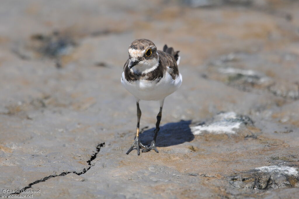 Little Ringed Plover