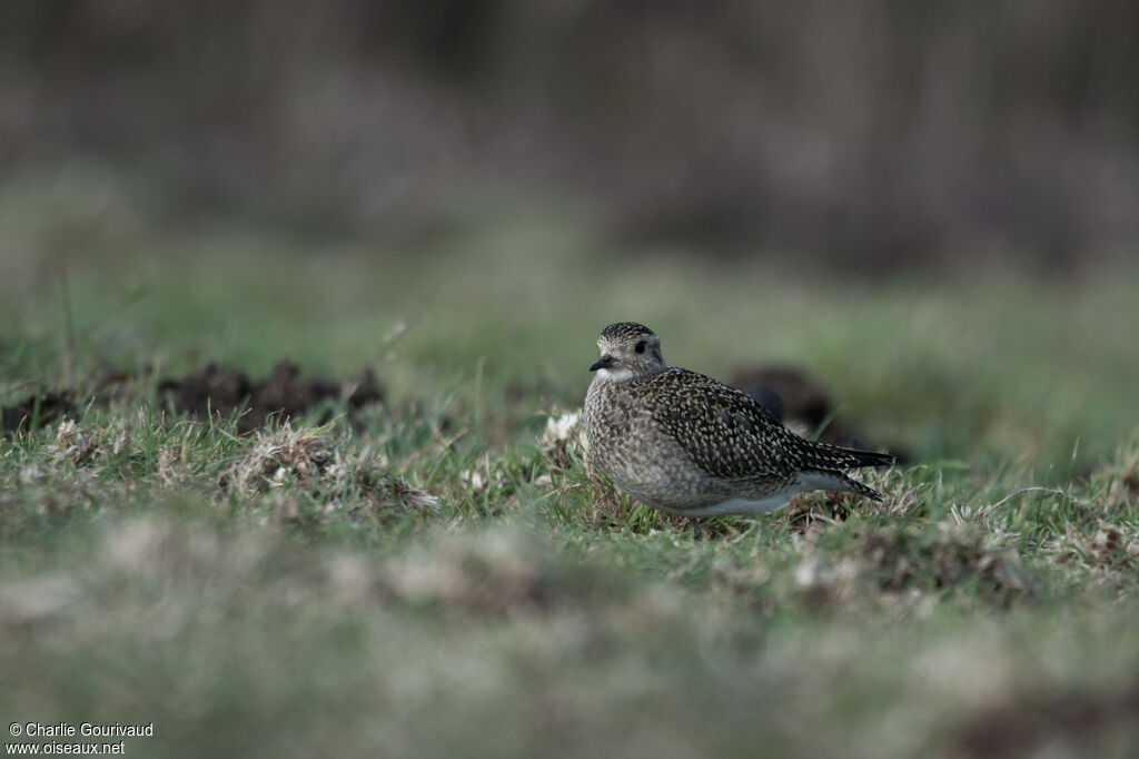 European Golden Plover, identification, pigmentation