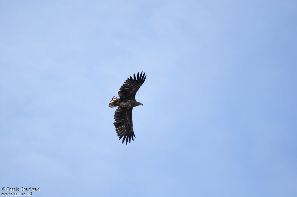 White-tailed Eaglejuvenile, aspect, Flight