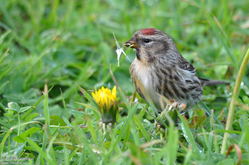 Sizerin flammé, portrait, composition, pigmentation, régime