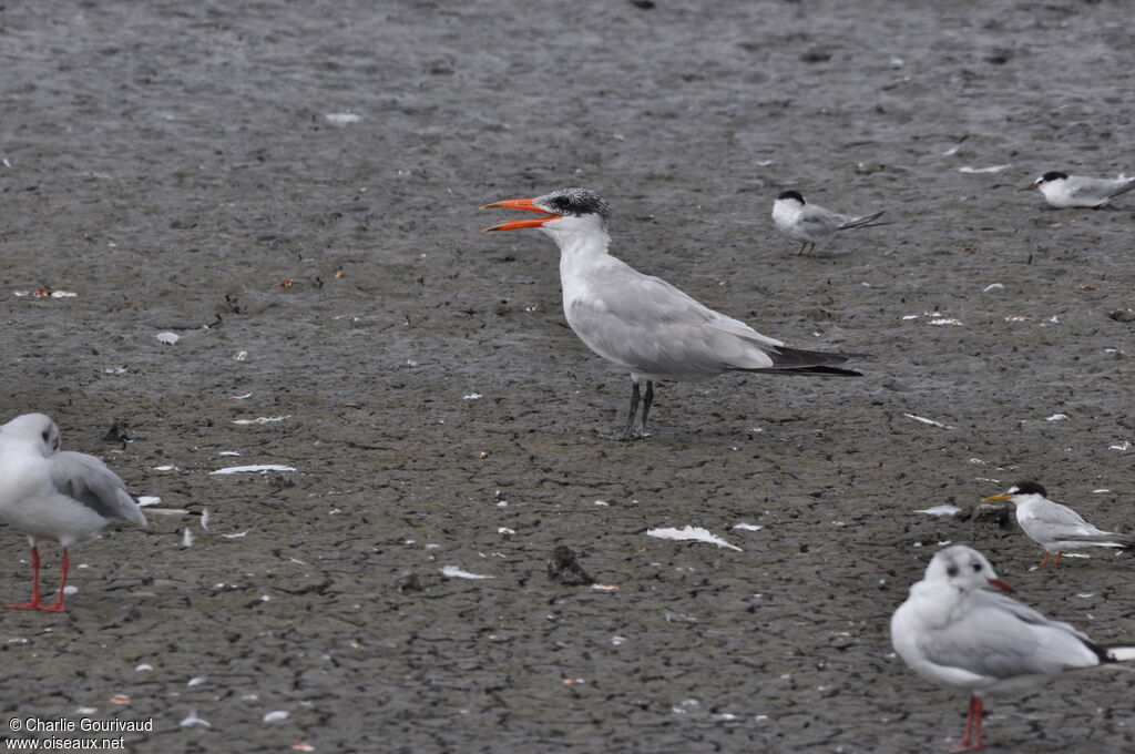 Sterne caspienne, identification, marche