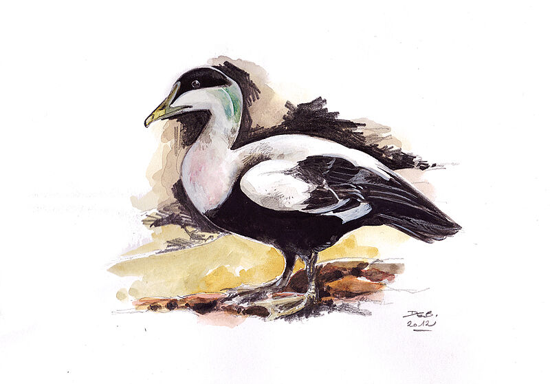 Eider à duvet mâle adulte