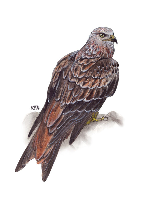 Red Kiteadult