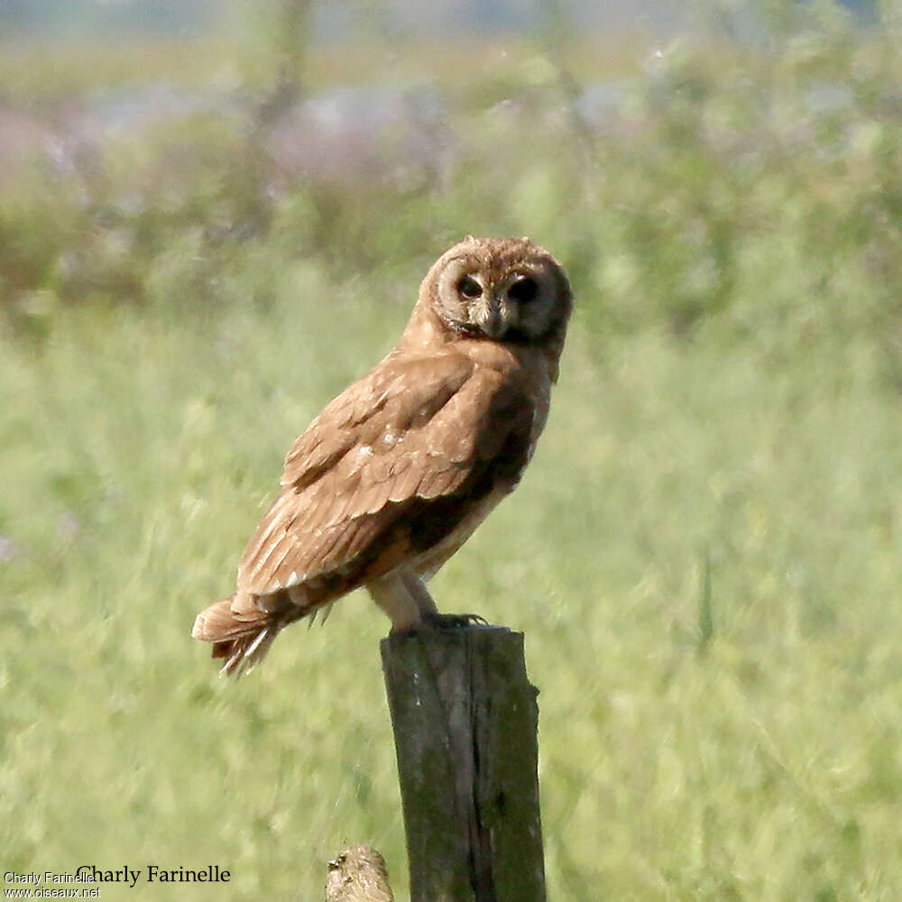 Marsh Owladult, identification