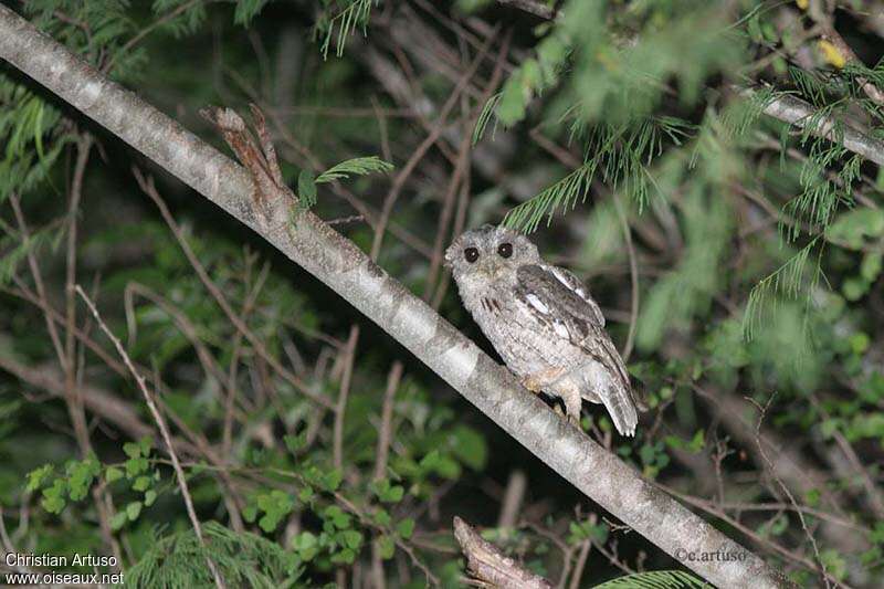 Balsas Screech Owl