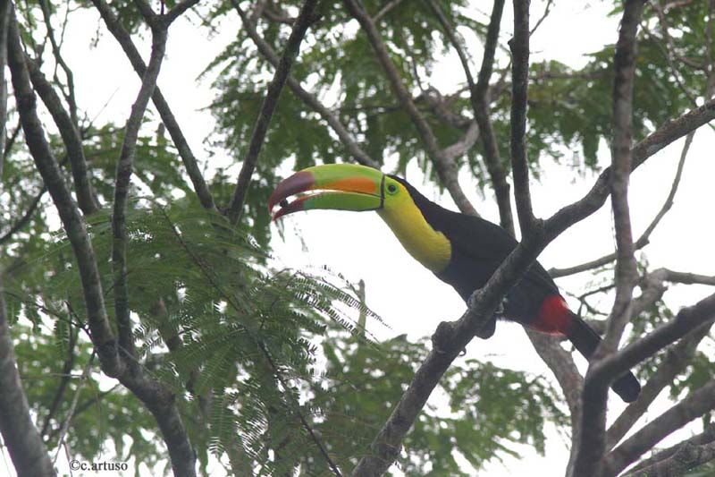 Keel-billed Toucan
