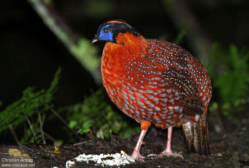 Temminck's Tragopan male adult, identification