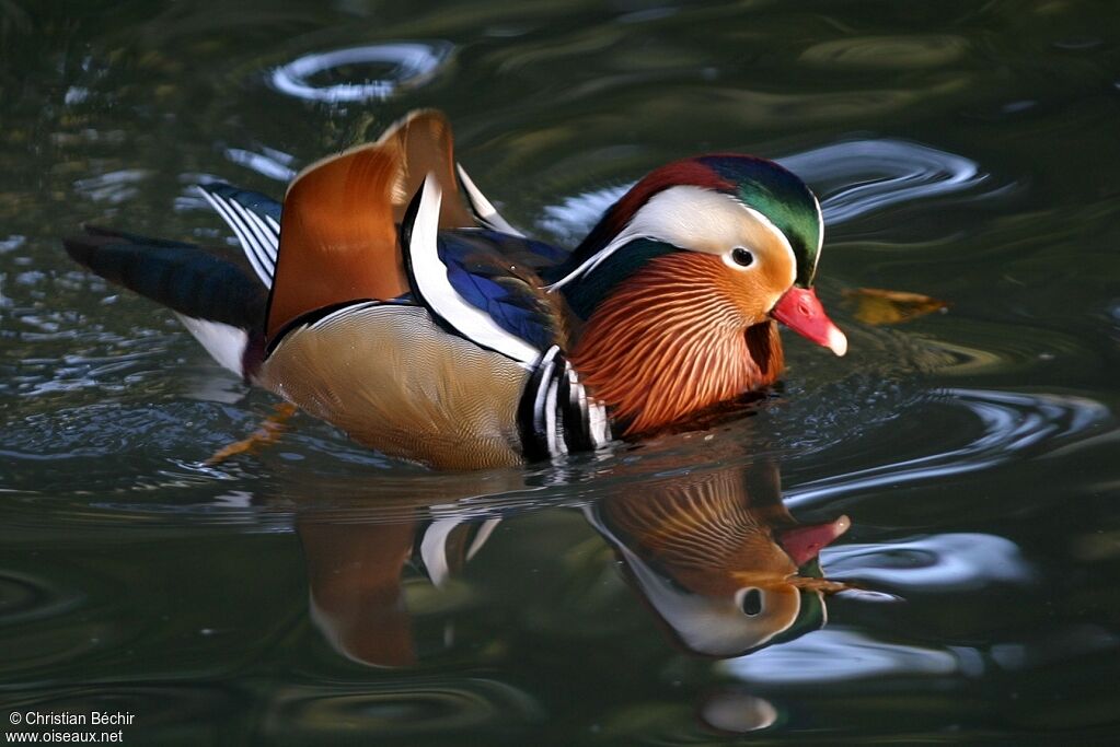 Mandarin Duck