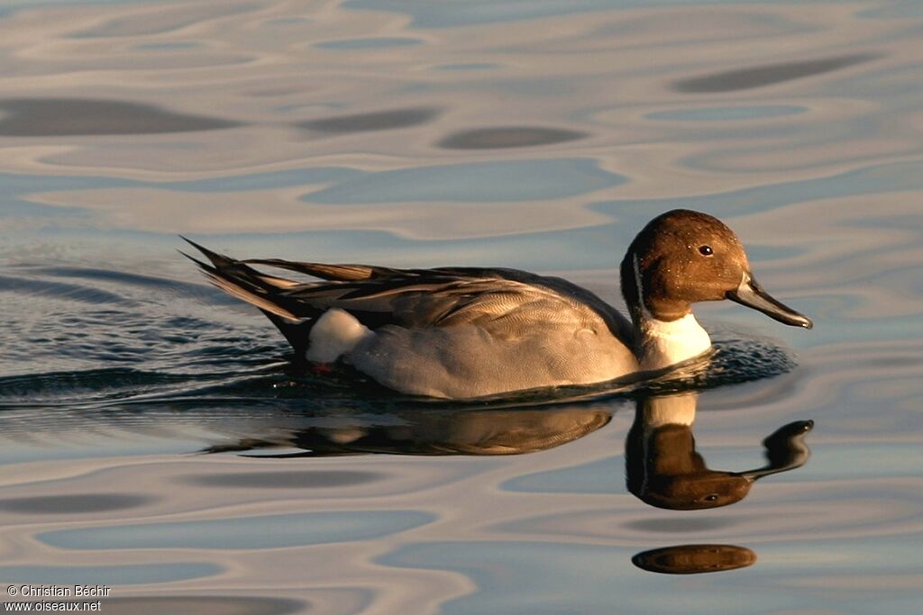 Canard pilet
