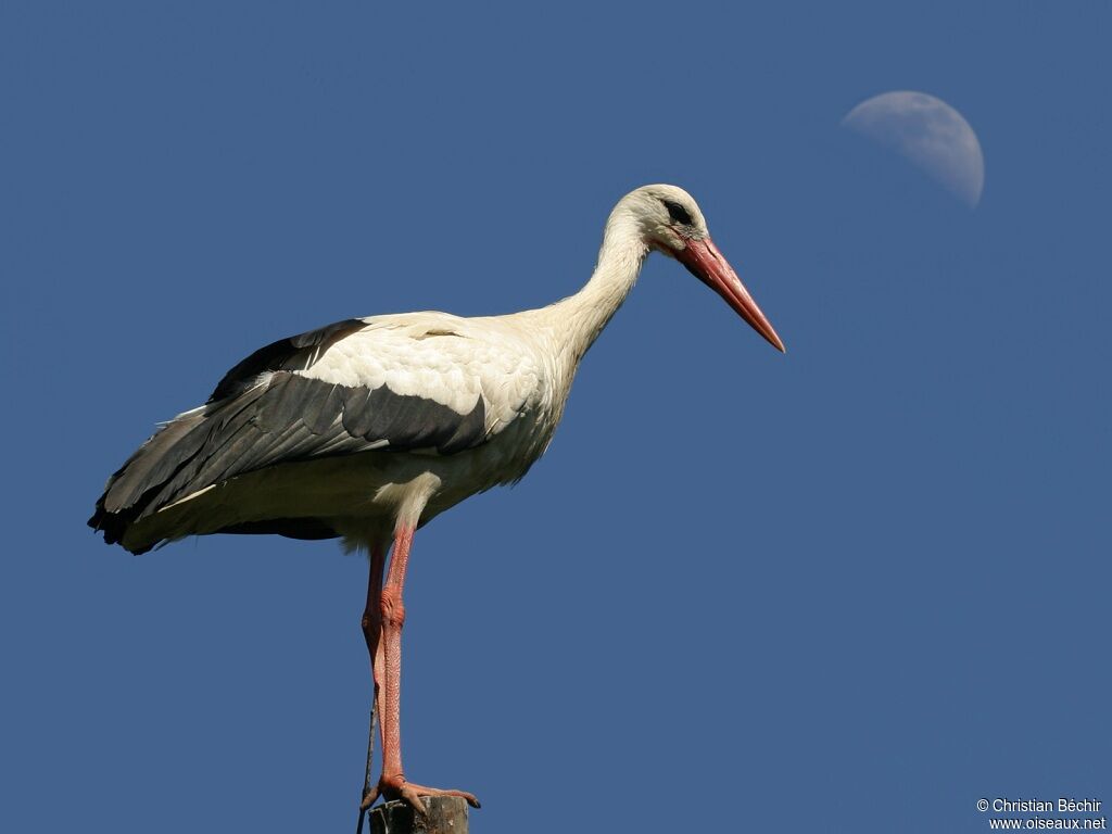 White Stork