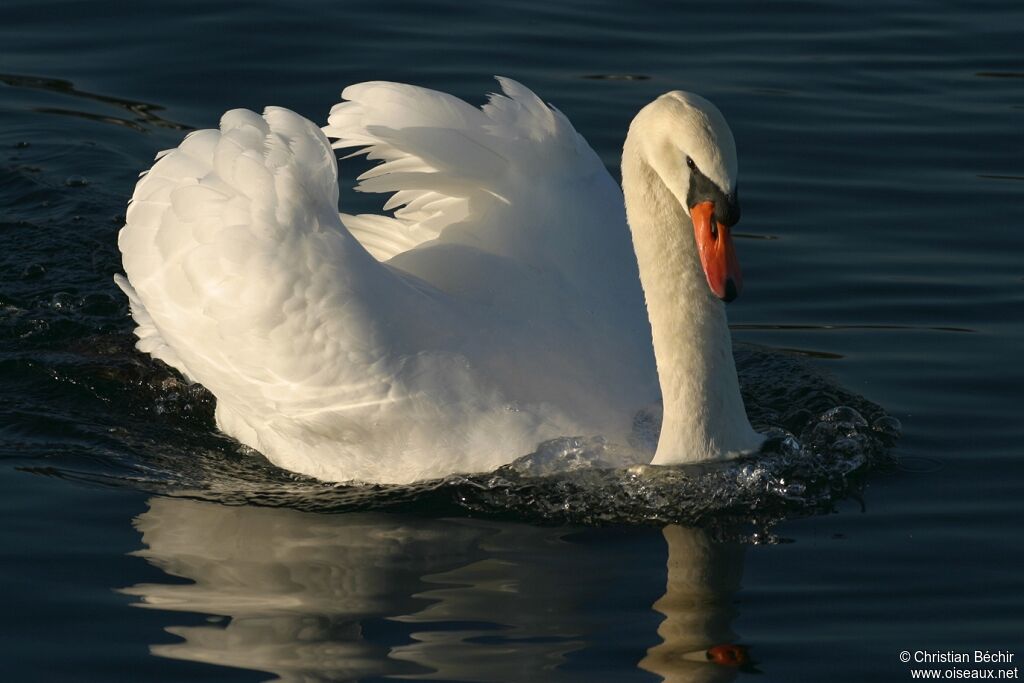 Cygne tuberculé