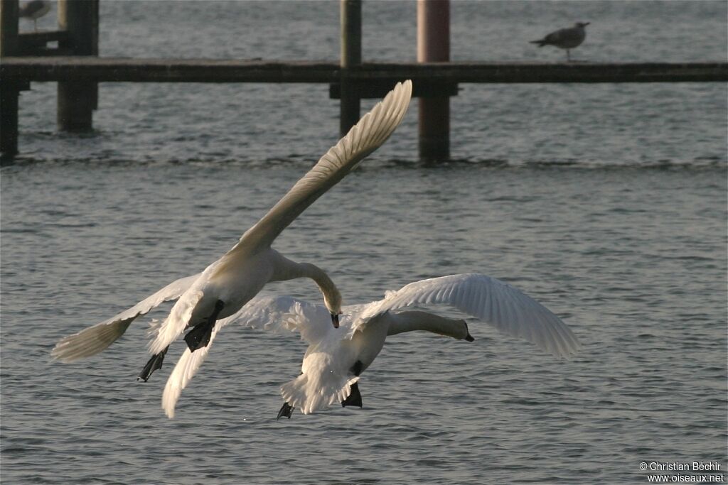 Cygne tuberculé