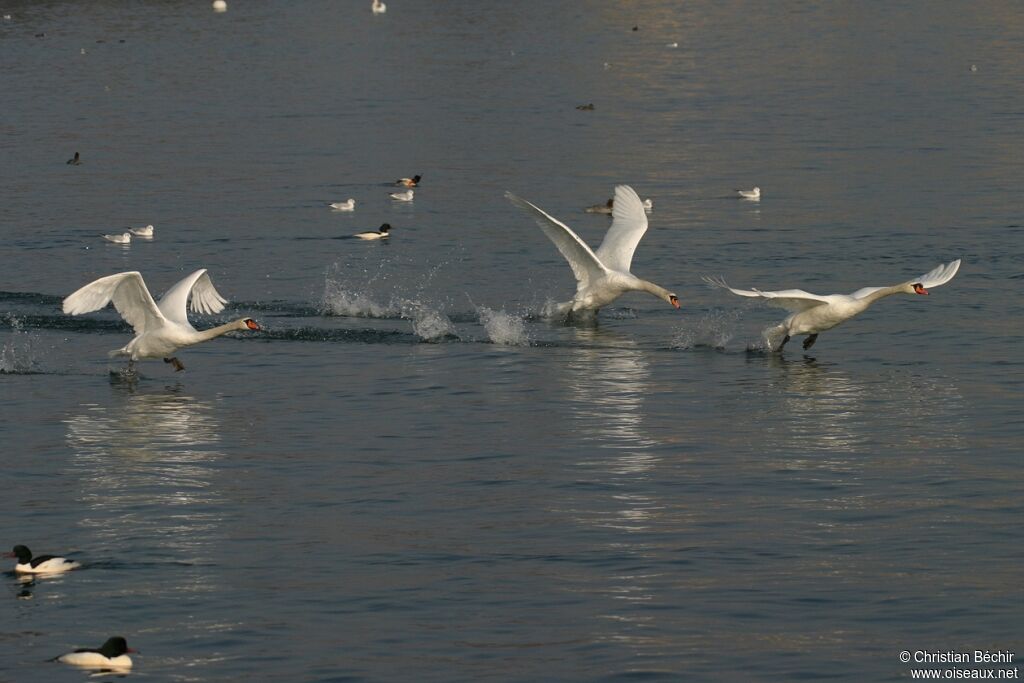 Cygne tuberculé