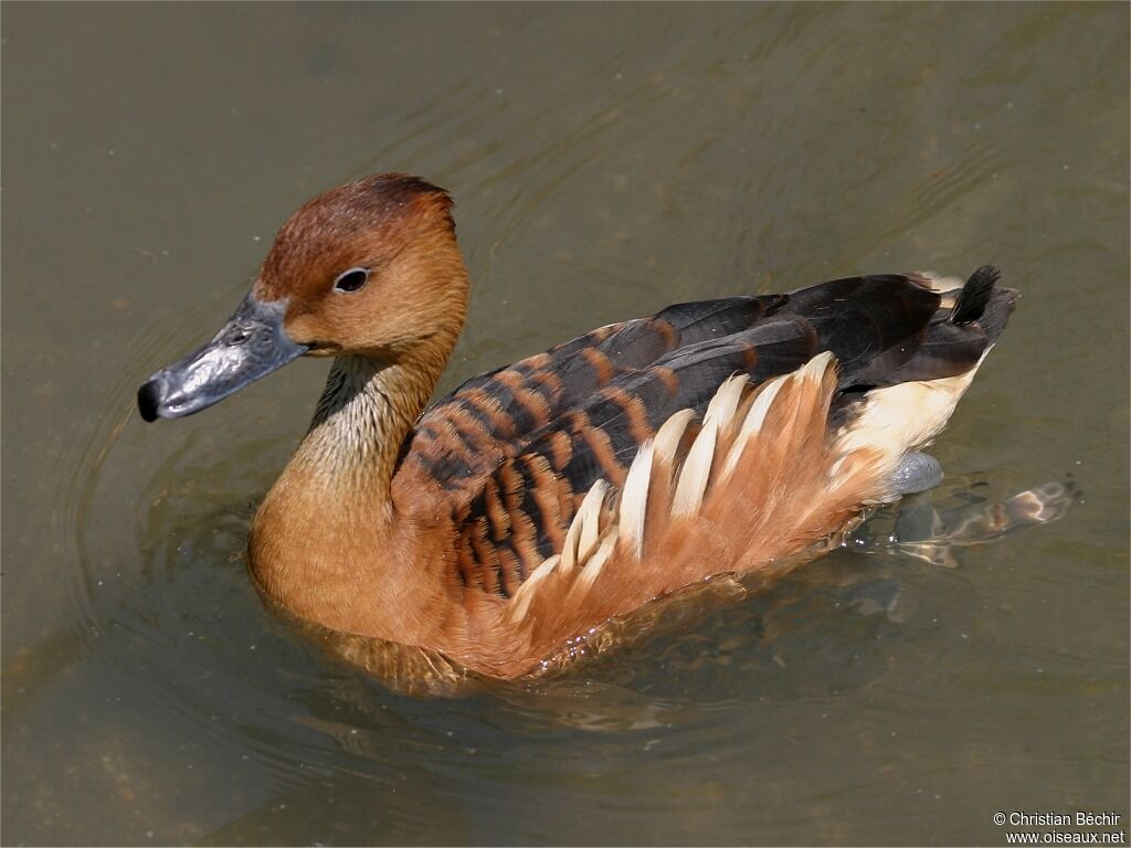 Dendrocygne fauve