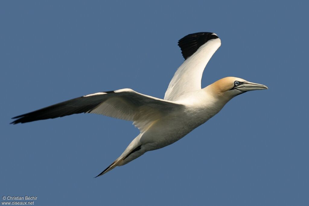 Northern Gannet