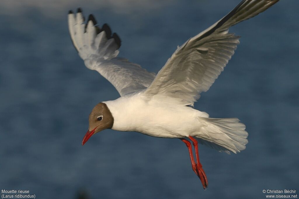 Mouette rieuse