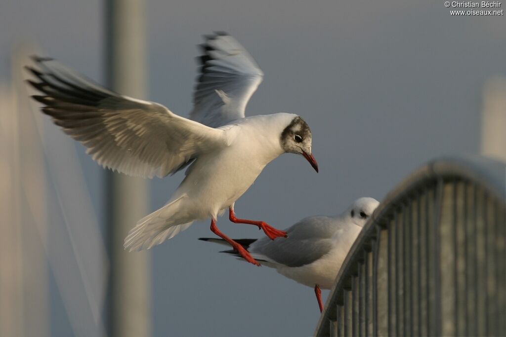Mouette rieuse
