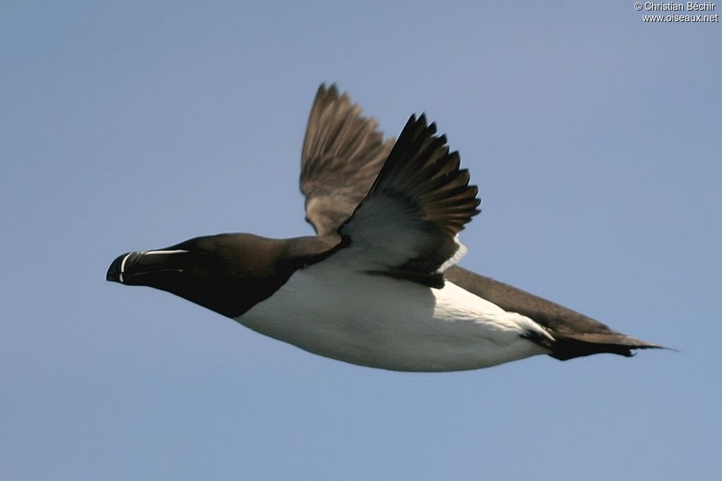 Pingouin torda