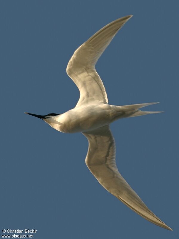 Sandwich Tern