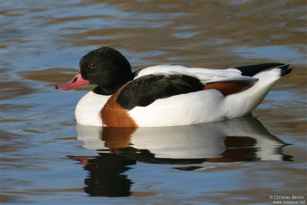 Common Shelduck