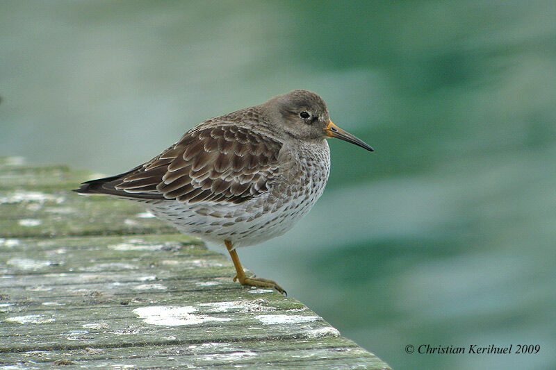 Purple Sandpiper