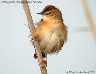 Zitting Cisticola