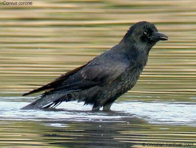 Carrion Crow