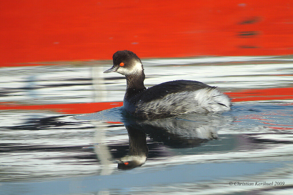 Black-necked Grebe