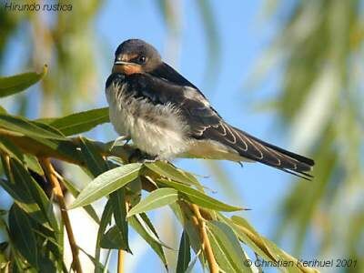 Barn Swallow