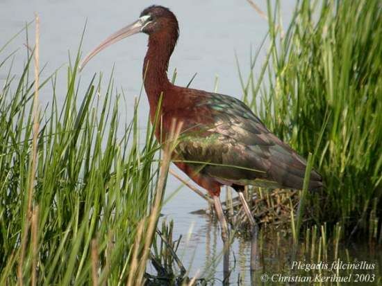 Ibis falcinelle