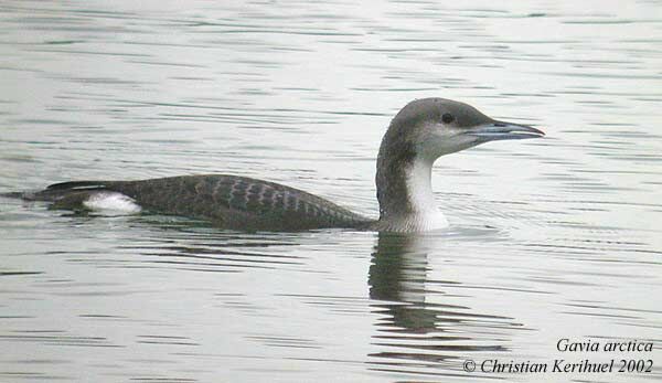 Plongeon arctique