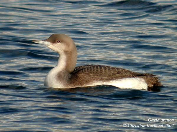 Plongeon arctique