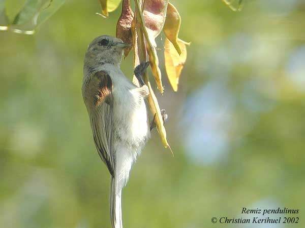 Eurasian Penduline Tit