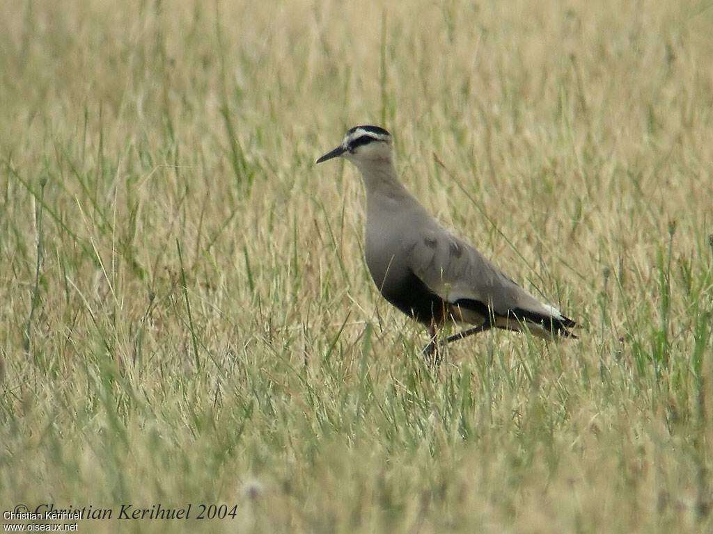 Vanneau sociable, identification