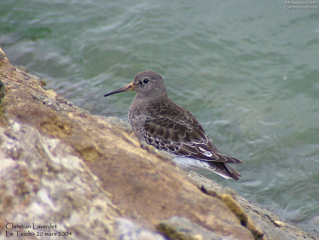Purple Sandpiper