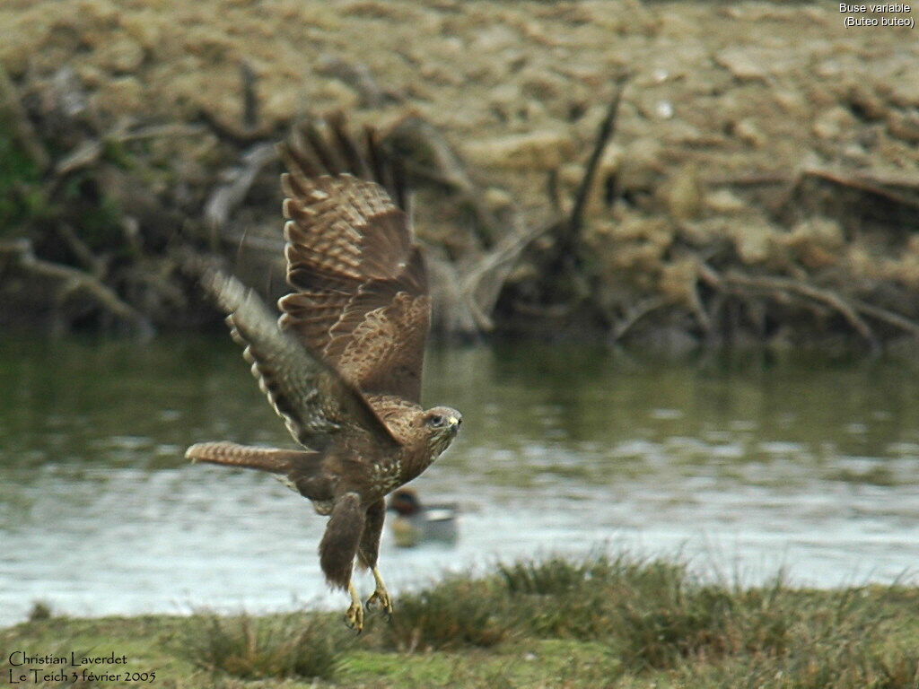 Buse variable