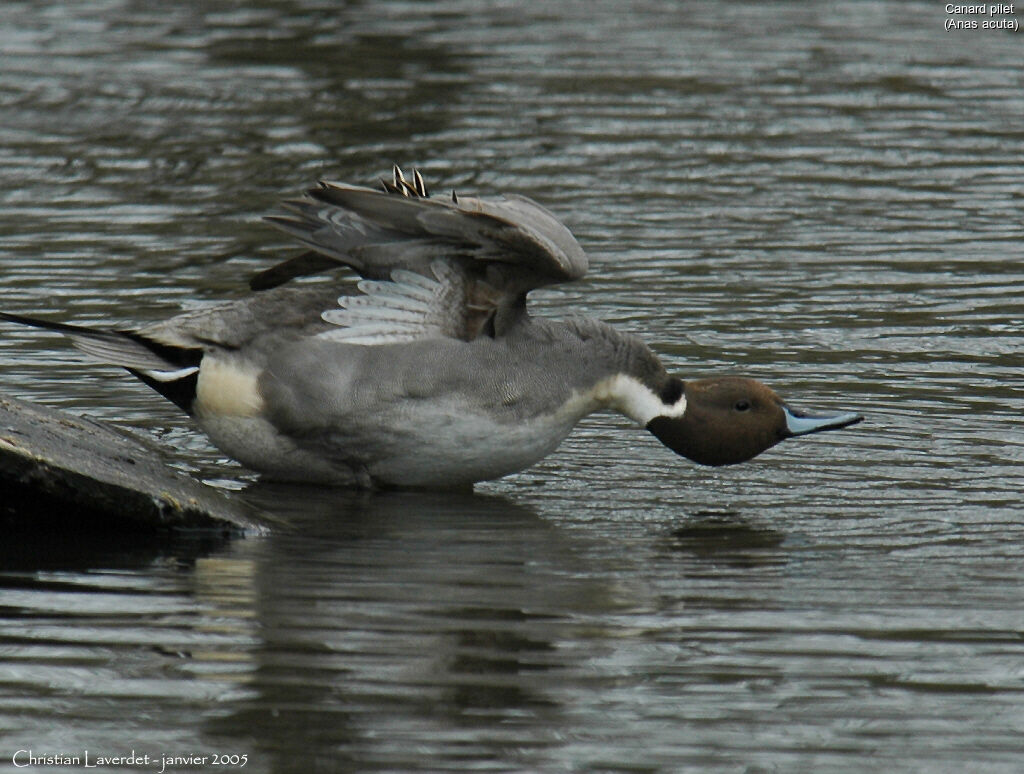 Canard pilet