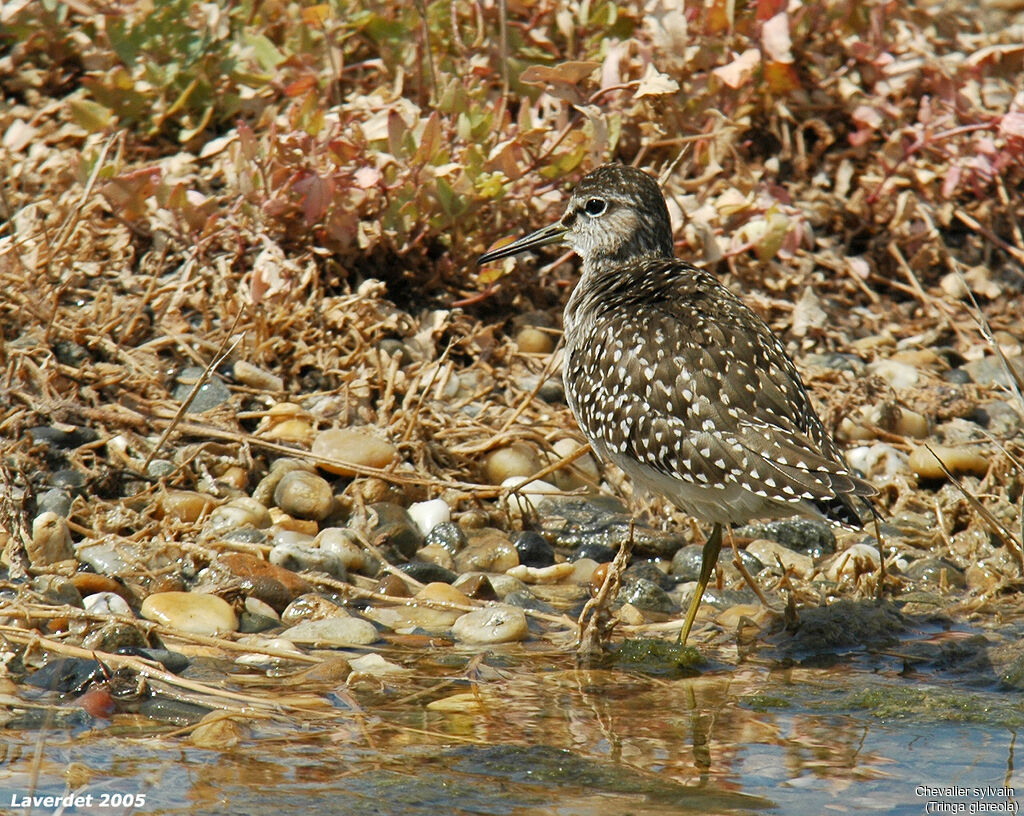 Wood Sandpiper