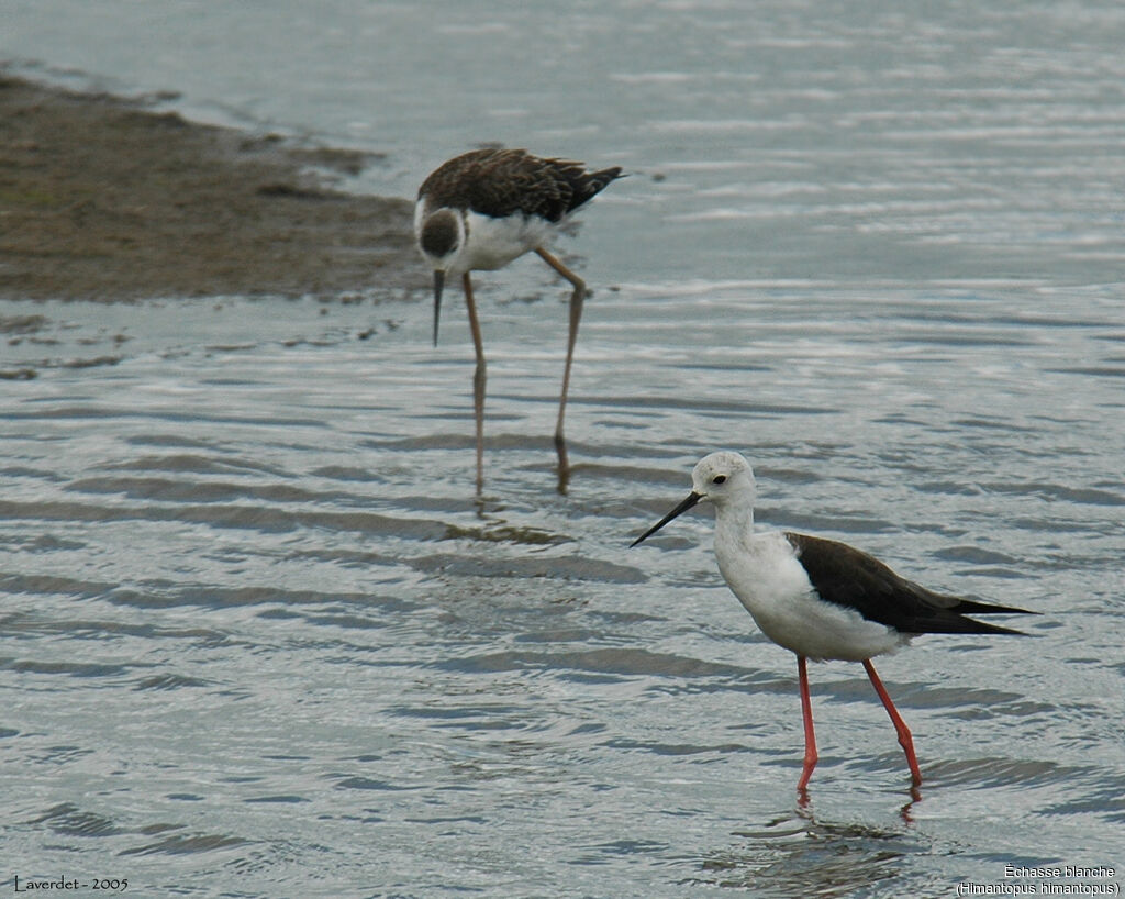 Black-winged Stilt