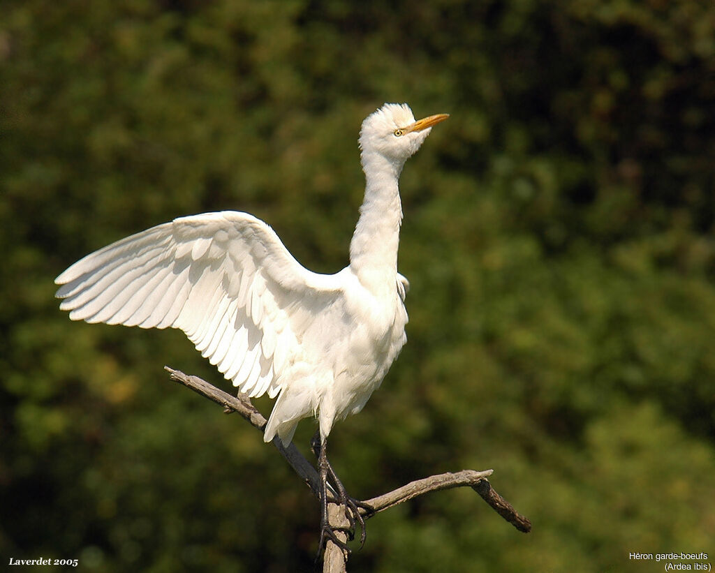 Western Cattle Egret