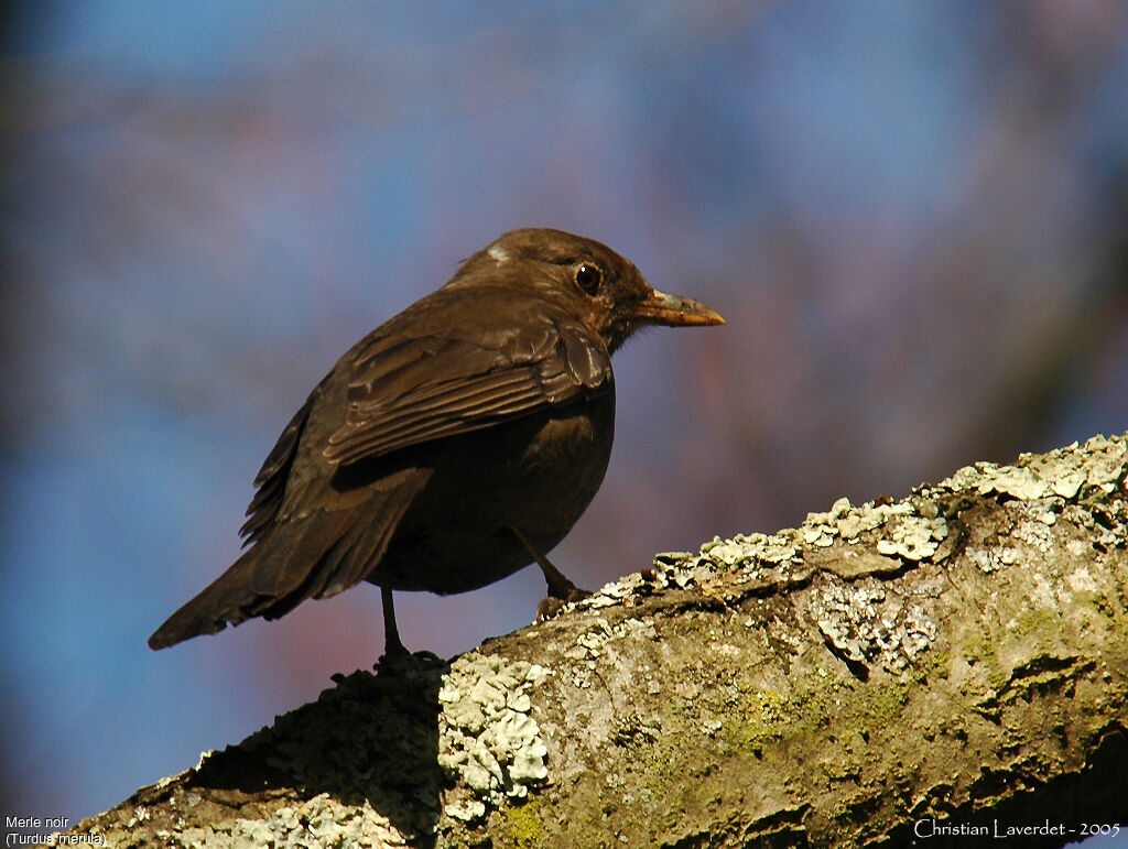 Common Blackbird