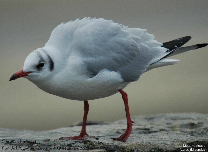 Mouette rieuse