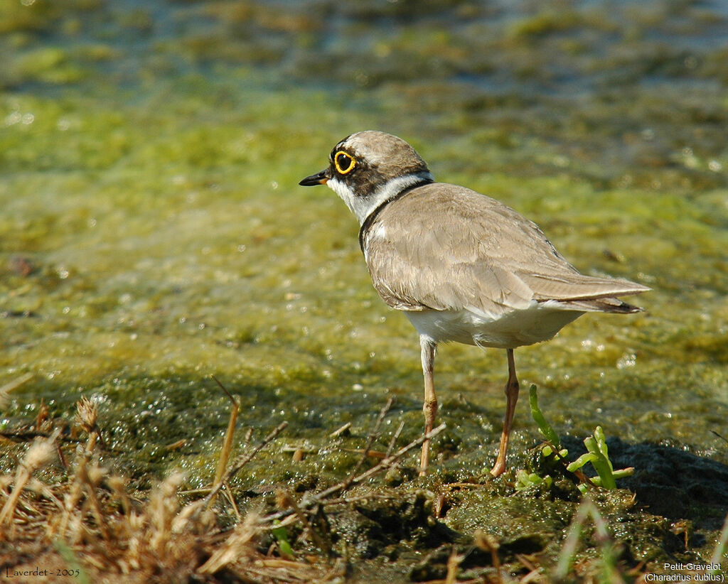 Little Ringed Plover