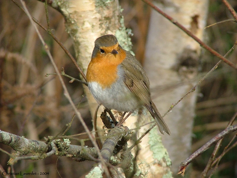 European Robin