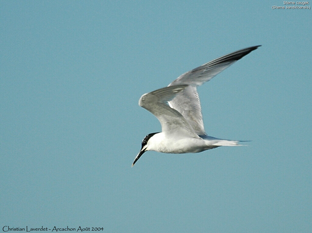Sandwich Tern