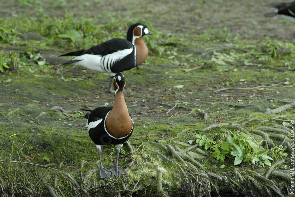 Bernache à cou rouxadulte, identification